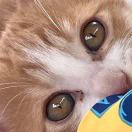 梦境中的一只猫