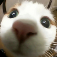 狼狼的拖拉机