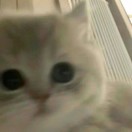 琪