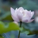 桂