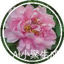 冰洁