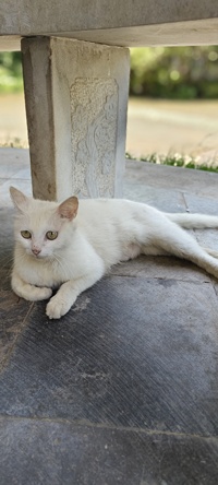 嗨，猫咪