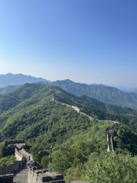 白茶清饮