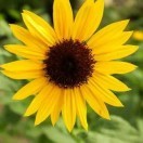 太阳🌞