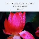 飞