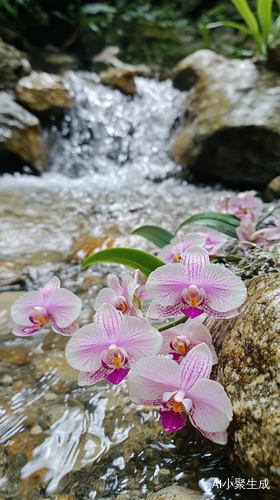 深山小溪旁的美丽兰花与潺潺流水