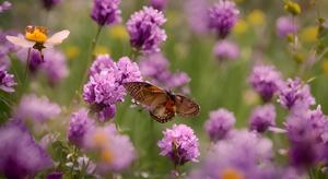 民宿前春暖花开、蝴蝶飞舞