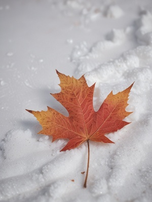 a maple leaf laying on top of snow, in the style of light red and light amber, melancholic symbolism, exacting precision, prairiecore, chad knight, ferrania p30, selective focus ar 1:2 stylize 250