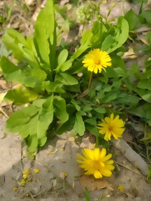 正确识别蒲公英与黄花苗