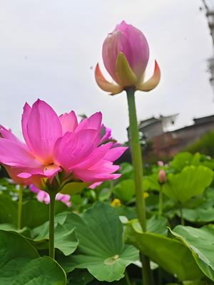 蝉鸣声声起，花开半夏时，一年又夏至。