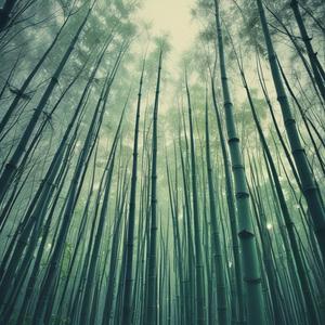 竹奥秘给予我的