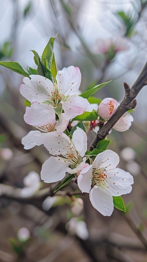 白色的桃花洁白如玉似棉，粉色的桃花粉如绽放的杜鹃。朵朵桃花，每一朵都开得那么努力，那么认真。含苞欲放的，个个都值得期待；盛开枝头的，朵朵都不负春光。