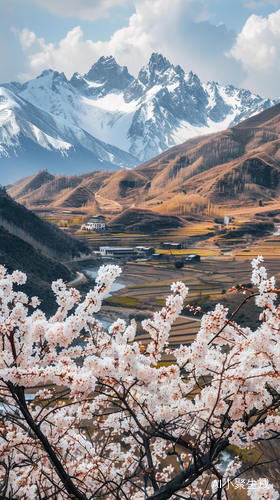 杏花怒放，雪山草地，小河流水和农舍的特写