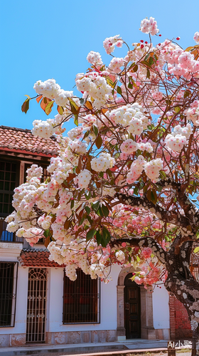 Pink and White Flower Tree in Front of Old Building