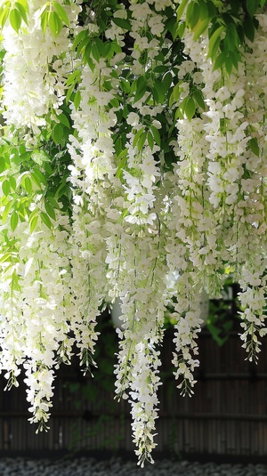 The white wisteria flowers hanging down in the courtyard of Japan, full and beautiful, green leaves hang upside down on both sides of them, creating an elegant atmosphere. The flowers cover up half or more than one wall under it, forming a long arch that extends to about five meters high. This is like blooming in spring, with white petals flying all over, making people feel as if they were immersed into nature. in the style of nature. ar 85:128