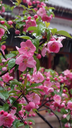 雨中美丽的海棠花，绿叶，满了粉色又大又多的花朵，周围有小花，中国房子的主景，非常明显的细节描述，中景，高清