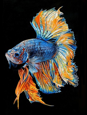 炫彩斗鱼🐠：A free sparkling tinted Thai Fighting Fish with light fluorescent colors, translucent glassy tail,Pure black background; Moranti color scheme, natural lighting, best image quality s 400 ar 3:4 v 6.0#AI绘画有点东西 #鱼 #艺术欣赏 #艺术创作 #艺术作品 #每日艺术分享 #艺术 #斗鱼繁殖 #绘画参考 #midjourney #midjourney关键词 #midjourney学习 #midjourney练习 #艺术欣赏 @艺术薯