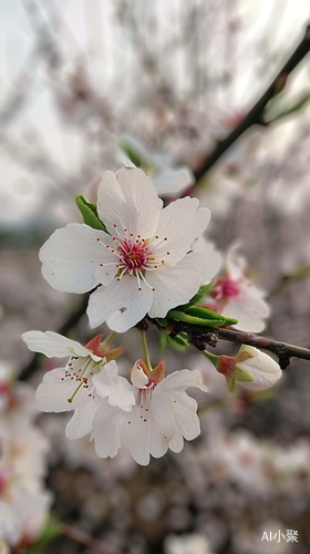 桃花的春光