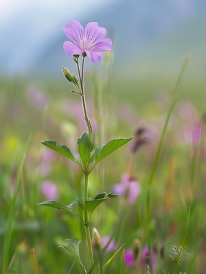 小野花