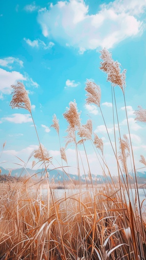 芦苇微微荡漾背景有天空，高清摄影，超真实