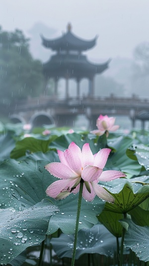 雨后的天气，（（一朵荷花开在荷塘里，两片荷叶随风飘扬））露珠，背景高斯模糊的江南有桥，高清，真实摄影