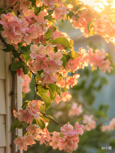 Early Morning Sunshine Casting Stunning Pink Crabapple Flowers in Farmhouse Courtyard