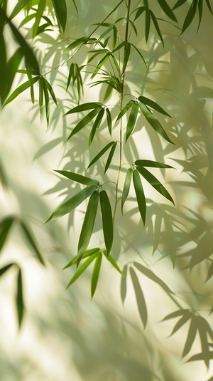 一株竹子的植物,其叶子在背后的墙上投射出复杂的阴影,营造出一种优雅而宁静的氛围。阳光突出了每一片叶子的纹理,为画面增添了深度。高质量的摄影捕捉到了每一片叶片状的叶子与柔和的粉彩背景之间的精致细节。这张图片非常适合传达高分辨率下的宁静感或自然启发的图案。一张风格上高质量、超真实的详细照片。