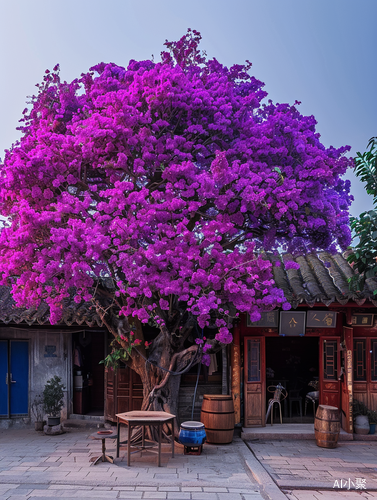 Purple Bougainvillea Tree in Full Bloom