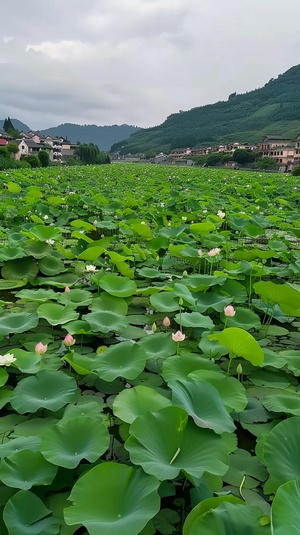 镜头缓缓拉开，展现出江南水乡的全景。河面上布满了翠绿的莲叶，莲花点缀其间，微风吹过，莲叶轻轻摇曳。远处的青山和近处的水乡建筑相映成趣，水面波光粼粼。