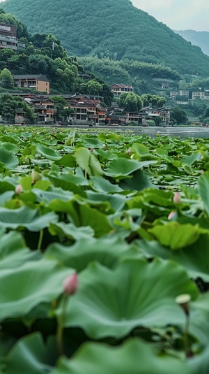 镜头缓缓拉开，展现出江南水乡的全景。河面上布满了翠绿的莲叶，莲花点缀其间，微风吹过，莲叶轻轻摇曳。远处的青山和近处的水乡建筑相映成趣，水面波光粼粼。