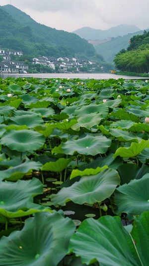 镜头缓缓拉开，展现出江南水乡的全景。河面上布满了翠绿的莲叶，莲花点缀其间，微风吹过，莲叶轻轻摇曳。远处的青山和近处的水乡建筑相映成趣，水面波光粼粼。