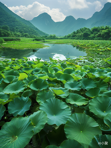 南方绿色稻田：莲花龙桥与睡莲之美