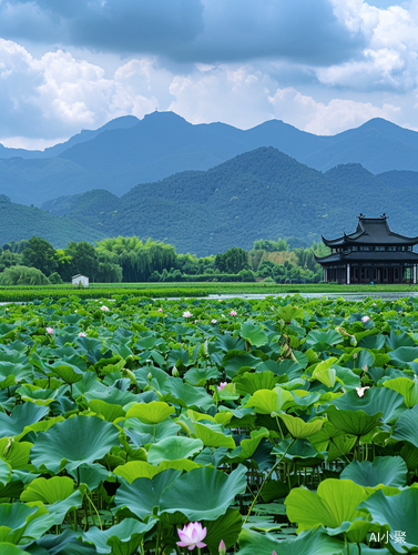 绿色稻田荷花草原山脉手机旅游高清照片