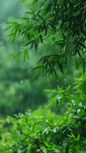 清晨 湿润的绿色竹林 晨雾弥漫 纤细竹叶 滴滴雨露 色彩生动 细腻纹理 自然之美 山间清新 惬意氛围