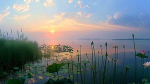 几棵荷花芦苇在荷池边上绽放,，几棵芦苇，芦苇。湖面上晚霞映照，照片采用高分辨率,通过手机拍摄的旅游照片呈现自然风景之美。