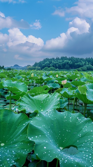 夏日荷塘，天空，绿绿的荷叶有露珠，莲蓬，4k