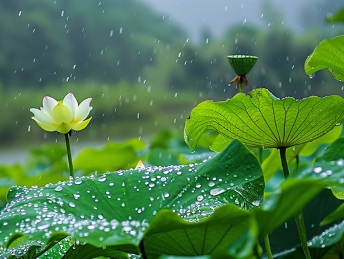 雨后的荷叶更显翠绿，晶莹的水珠在叶片上滚动，如诗如画，如梦如幻。高分辨率，超高清。