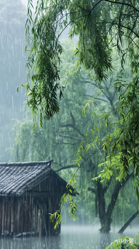 夏日清晨雨后柳树如画景致