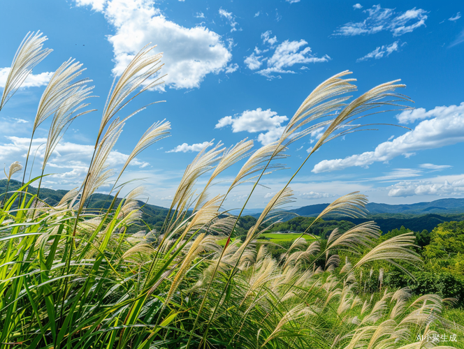 阳光下虎尾草展现生命力的夏日全景