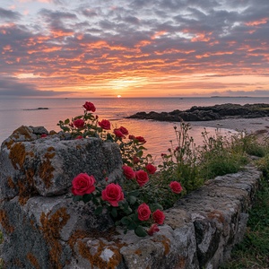 沙滩上的日落,海边盛开的玫瑰以及满天的夕阳,红色花朵在它们前面。海面平静,上面漂浮着一些粉红色的云朵。在一个角落里有一面覆盖着苔藓的旧石墙,而在另一边有几朵玫瑰生长在岩石上。附近有一小片草地,给整个场景增添了绿色。在黄昏的天空下还有另一块石头,创造了一个美丽的景观。这张照片是用索尼相机拍摄的,风格类似于一幅日落风景画。