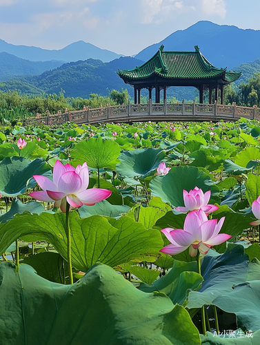 荷塘绽放荷花与流水交织的自然风景