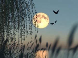 At dusk, the moon is on a tall willow head, and two birds fly by in the distance, CG rendering, real scenery, 16K, super high resolution, super high definition v 5.2