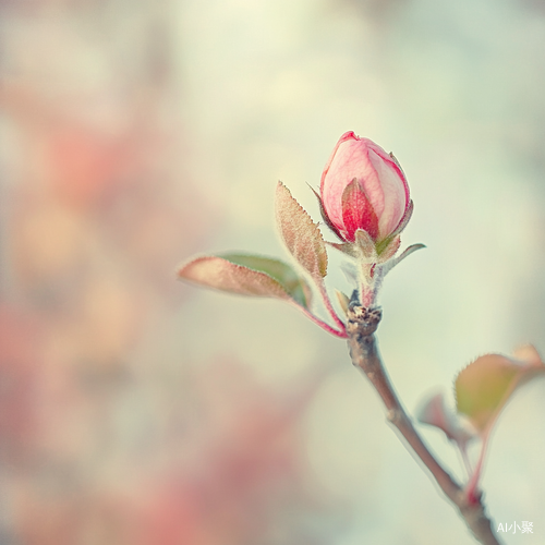 春日苹果树花苞特写展现花卉之美