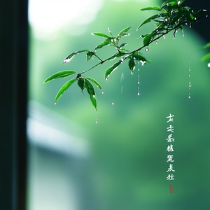 下雨天 绿植 露珠