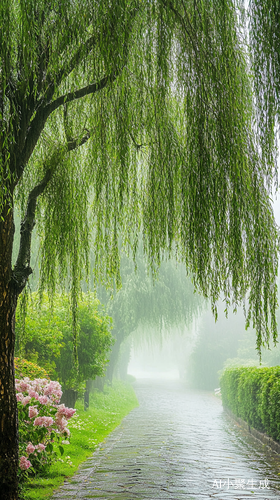 雨天细高柳树与石板小路的宁静景致