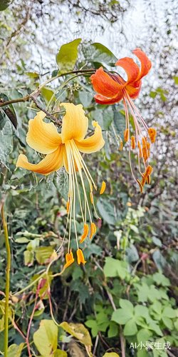 花旁边的鸟儿