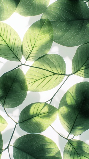 A close-up of transparent green leaves on a white background, with light and shadow, creating an elegant composition. The delicate texture highlights the fine lines in each leaf, adding depth to the artwork. This design is suitable for various applications, such as mobile phone wallpapers or interior decoration, adding natural beauty to your space. High resolution.