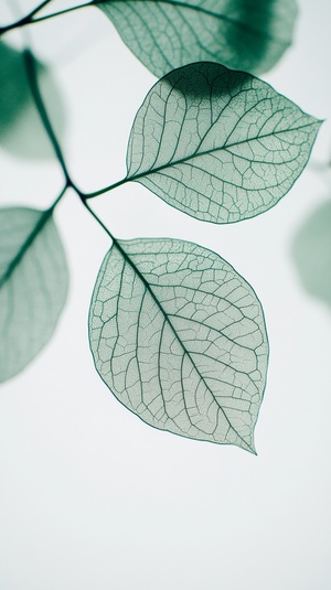 A close-up of transparent green leaves, with delicate white and gray veins against a clean background. They have intricate textures and a sense of transparency, presenting an elegant composition. The leaves appear to float in the air, creating a peaceful atmosphere. This image is suitable for various creative projects that need natural elements or spring-themed designs. It also symbolizes growth, vitality, tranquility, nature's beauty, and environmental protection.