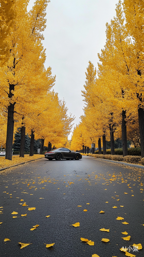 秋天银杏环绕的宁静柏油道路与飞驰保时捷