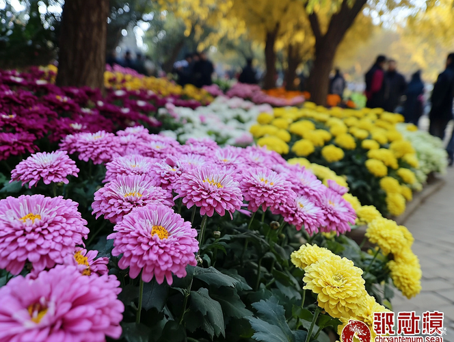 公园里五颜六色的秋菊绽放。百日草和秋英（硫华菊、波斯菊）正值盛花期，构成绚丽的“菊海”浪花。这些花卉在秋风的吹拂下显得更加娇丽和妩媚，吸引了大量游客前来观赏‌